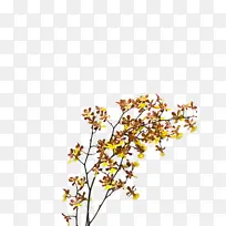 ��֦ ��ɫ ֲ��-������