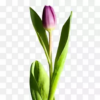 郁金香花-空若网 郁金香花-空若网