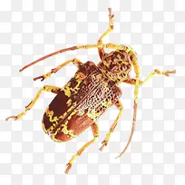 昆虫 甲虫 害虫-空若网 昆虫 甲虫 害虫-空若网