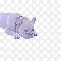 狗 鼻子 法国斗牛犬-空若网 狗 鼻子 法国斗牛犬-空若网