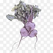 萝卜 蔬菜 芸香-空若网 萝卜 蔬菜 芸香-空若网