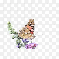 蝴蝶 昆虫 飞蛾和蝴蝶-空若网 蝴蝶 昆虫 飞蛾和蝴蝶-空若网