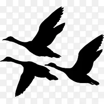 鸟 翅膀 喙-空若网 鸟 翅膀 喙-空若网
