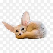 狐狸 鼻子 耳朵-空若网 狐狸 鼻子 耳朵-空若网