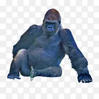 西部低地大猩猩-空若网 西部低地大猩猩-空若网