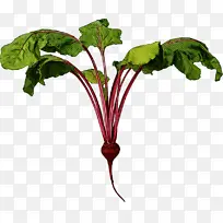 采购产品甜菜绿色 花 植物-空若网 采购产品甜菜绿色 花 植物-空若网