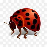 昆虫 瓢虫 甲虫-空若网 昆虫 瓢虫 甲虫-空若网