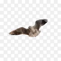 鸟 翅膀 喙-空若网 鸟 翅膀 喙-空若网