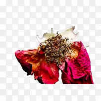 ��ɫ ��ɫ �߲�-������