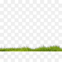 草 绿色 草坪-空若网 草 绿色 草坪-空若网