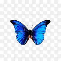 飞蛾和蝴蝶 蝴蝶 昆虫-空若网 飞蛾和蝴蝶 蝴蝶 昆虫-空若网