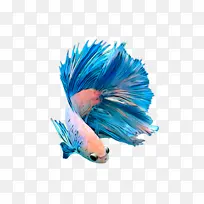 ��ɫ ����ʯɫ ��ë-������