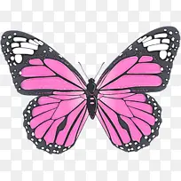 飞蛾和蝴蝶 蝴蝶 昆虫-空若网 飞蛾和蝴蝶 蝴蝶 昆虫-空若网