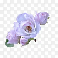 兔子 兔子和野兔 鼻子-空若网 兔子 兔子和野兔 鼻子-空若网