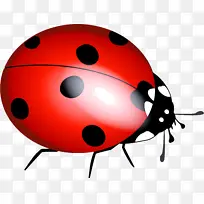 瓢虫 昆虫 甲虫-空若网 瓢虫 昆虫 甲虫-空若网