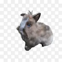 牛 牲畜 鼻子-空若网 牛 牲畜 鼻子-空若网