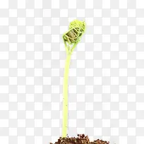 植物 花 植物茎-空若网 植物 花 植物茎-空若网