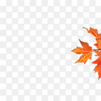橙色 叶子 黄色-空若网 橙色 叶子 黄色-空若网
