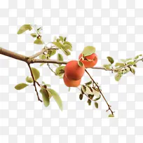 植物 树枝 花朵-空若网 植物 树枝 花朵-空若网