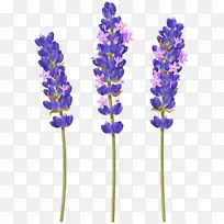 花朵 薰衣草 植物-空若网 花朵 薰衣草 植物-空若网