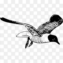 翅膀 线条艺术 喙-空若网 翅膀 线条艺术 喙-空若网