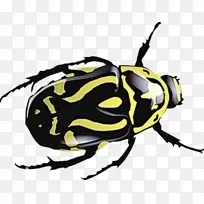 昆虫 甲虫 害虫-空若网 昆虫 甲虫 害虫-空若网