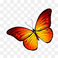 飞蛾和蝴蝶 蝴蝶 昆虫-空若网 飞蛾和蝴蝶 蝴蝶 昆虫-空若网