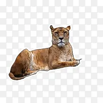 野生动物 狮子 鼻子-空若网 野生动物 狮子 鼻子-空若网