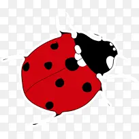红色 昆虫 瓢虫-空若网 红色 昆虫 瓢虫-空若网