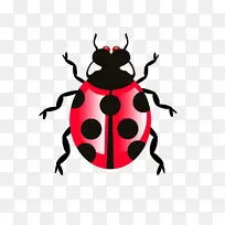 昆虫 甲虫 害虫-空若网 昆虫 甲虫 害虫-空若网