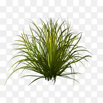 草 植物 草科-空若网 草 植物 草科-空若网