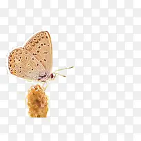 白色 蘑菇色 米色-空若网 白色 蘑菇色 米色-空若网