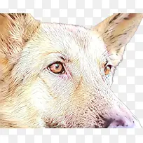 狗 头 鼻子-空若网 狗 头 鼻子-空若网