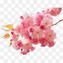 �� ��ɫ ֲ��-������