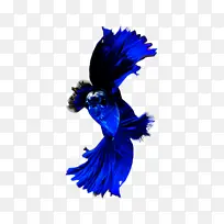 蓝色 钴蓝色 羽毛-空若网 蓝色 钴蓝色 羽毛-空若网