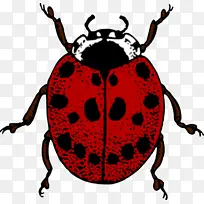 昆虫 甲虫 叶甲虫-空若网 昆虫 甲虫 叶甲虫-空若网