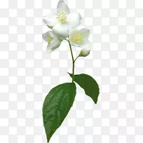 花卉茉莉花植物剪贴画-茉莉花-空若网 花卉茉莉花植物剪贴画-茉莉花-空若网