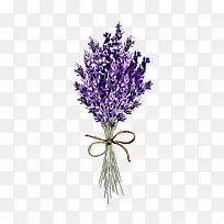 薰衣草 花 植物-空若网 薰衣草 花 植物-空若网