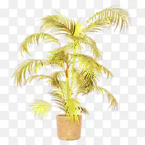 �ɹ���Ʒ�� ֲ�� �����-������