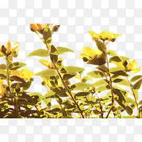 天然食品 南瓜 冬瓜-空若网 天然食品 南瓜 冬瓜-空若网