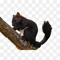 ��ȻʳƷ ��ݮ ˮ��-������