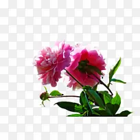 昆虫 蜻蜓和豆娘 橙色-空若网 昆虫 蜻蜓和豆娘 橙色-空若网