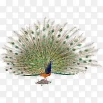 孔雀 鸟 羽毛-空若网 孔雀 鸟 羽毛-空若网