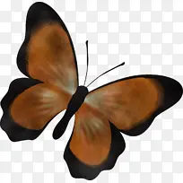 蝴蝶 昆虫 飞蛾和蝴蝶-空若网 蝴蝶 昆虫 飞蛾和蝴蝶-空若网