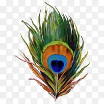 羽毛 植物 天然材料-空若网 羽毛 植物 天然材料-空若网