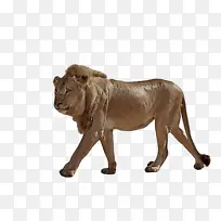 狮子 野生动物 动物形象-空若网 狮子 野生动物 动物形象-空若网