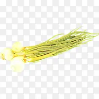 »ÆÉ« Êß²Ë Ö²Îï-¿ÕÈôÍø »ÆÉ« Êß²Ë Ö²Îï-¿ÕÈôÍø