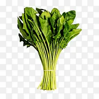 蔬菜 叶菜 蔡森-空若网 蔬菜 叶菜 蔡森-空若网