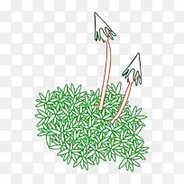 Ö²Îï ²Ý ÏßÌõÒÕÊõ-¿ÕÈôÍø Ö²Îï ²Ý ÏßÌõÒÕÊõ-¿ÕÈôÍø