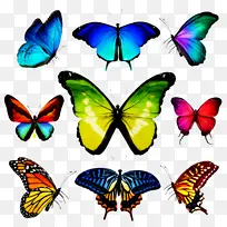 蝴蝶 飞蛾和蝴蝶 昆虫-空若网 蝴蝶 飞蛾和蝴蝶 昆虫-空若网